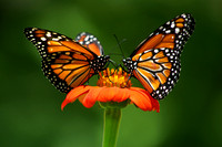 Belem Butterflies