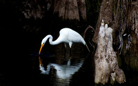 Florida Everglades  USA