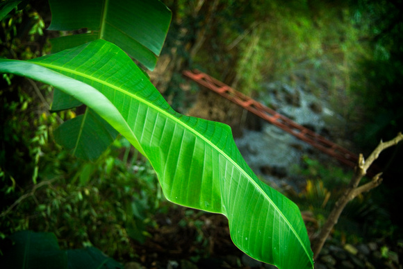 Costa Rica Vegetation