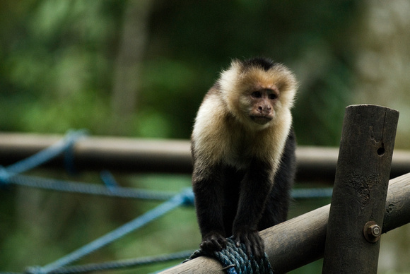 Costa Rica Simon Bolivar Zoo