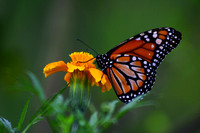 Belem Butterflies
